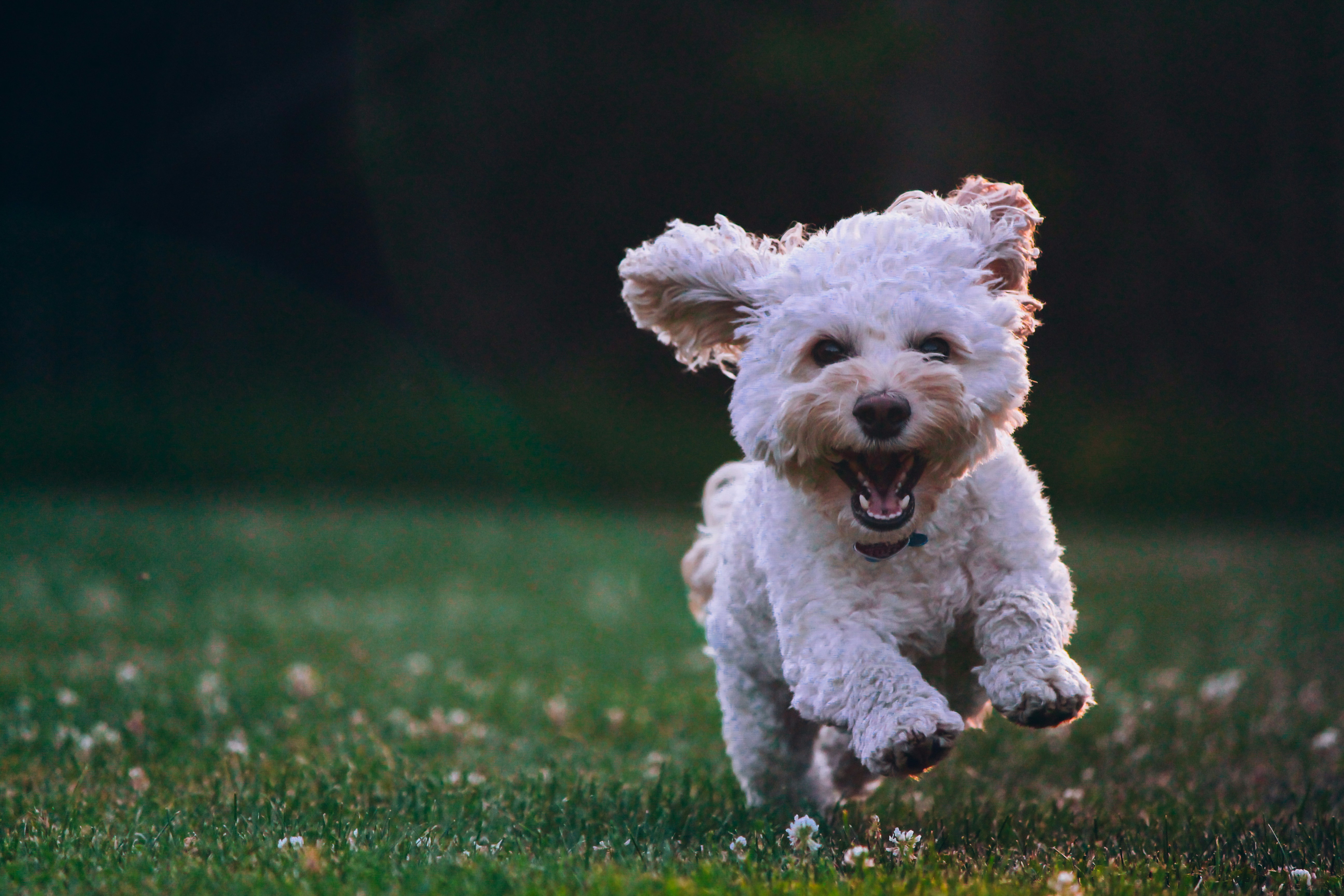 cane corre.jpg